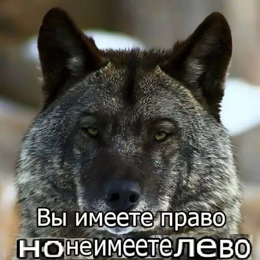 ∘₊✧ Commune Oceania ✧₊∘ — мониторинг Discord сервера, статистика и рейтинг