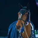 Blue Fairy Showjumping
