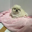 hii