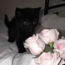 little