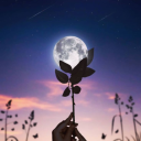 Novalunosis Server Icon