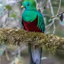 Quetzal's Forest