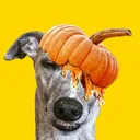 Neverjam's Epic Discord Server