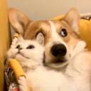 Kittyz 's Comfy Hideout Discord Server Icon
