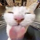 Kitty City Discord Server Icon