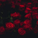 🥀The Rose Garden🥀