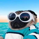 сообщество 1