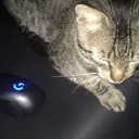 𝐖𝐨𝐥𝐟𝐟