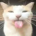 Cool server for cat images