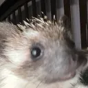 hedgehog gang