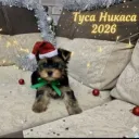 🎄Туса Никаса🎁