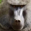 Monkeys