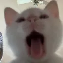 brumby ₊˚⊹  Discord Server Icon