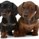 Venture Doxie