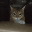 Pee pee balls. Discord server icon