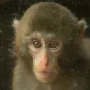 🐵┃Ozaru Group┃📚