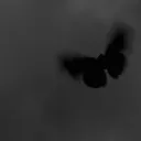 𝘉𝘶𝘵𝘵𝘦𝘳𝘧𝘭𝘺 🦋