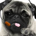 The Official Pug Group