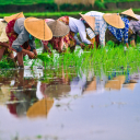 Rice Farm