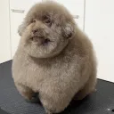 papulandia Discord Server Icon