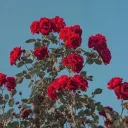 .: RoseGarden :.