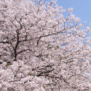 hiragana! Discord server icon