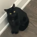 Kittens Gang