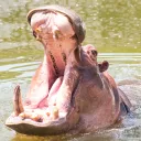 Hippo Gaming