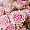 ROSE CEREMONY Discord server icon