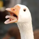 SillyGoof.Co