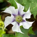 Three Great Fires Discord Server Icon