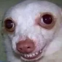 Puppy Adoption Center Discord server icon