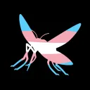 Transfem Haarlem