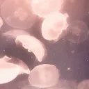  - guppies  Discord Server Icon