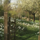 The Garden