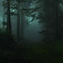 Forest avatar