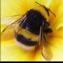 ♪🎀𝓗𝓸𝓷𝓮𝔂𝓫𝓮𝓮'𝓼 𝓗𝓲𝓿𝓮 🎀♪