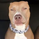 RDZ 🐾