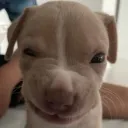 Autistic Monkeys Discord Server Icon