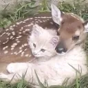 🐾 forest fawns 𝜗𝜚 🍮 ⋆˙⟡
