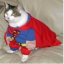 Gatos Del Universo