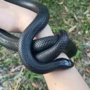  Snake ville  Discord Server Icon