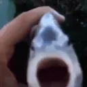 fish. Discord Server Icon