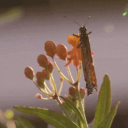 ೀ ⋆ .🧺  Meeko's Garden  ‹🐾𝟹 Discord server icon