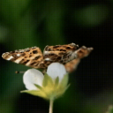 ೀ ⋆ .🧺  Meeko's Garden  ‹🐾𝟹