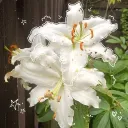 ᴛʜᴇ ꜰʟᴏᴡᴇʀ ꜱʜᴏᴘ Discord Server Icon