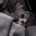 ˖⁺. [ S ✩ G E ] .⁺˖'s icon