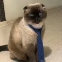 Сервер котов