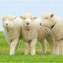 🐏🐏🐏