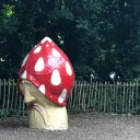 Fungus Arena